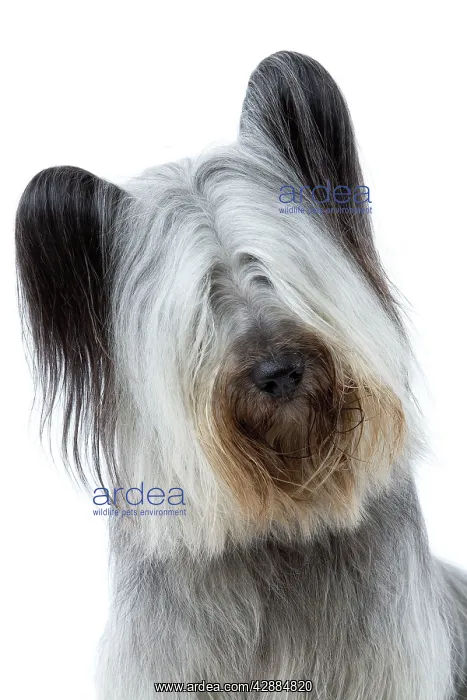 : Dog - Skye Terrier : Dog - Skye Terrier