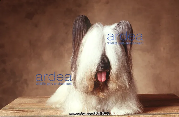 : DOG - SKYE TERRIER : DOG - SKYE TERRIER