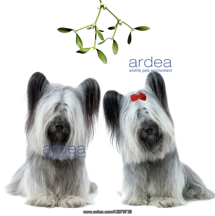 : Dog - Skye Terrier pair under mistletoe : Dog - Skye Terrier pair under mistletoe