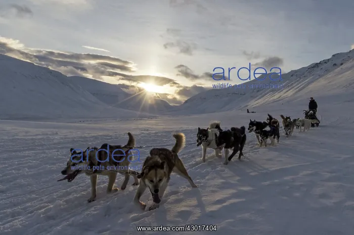 : Dog Sled in Winter : Dog Sled in Winter