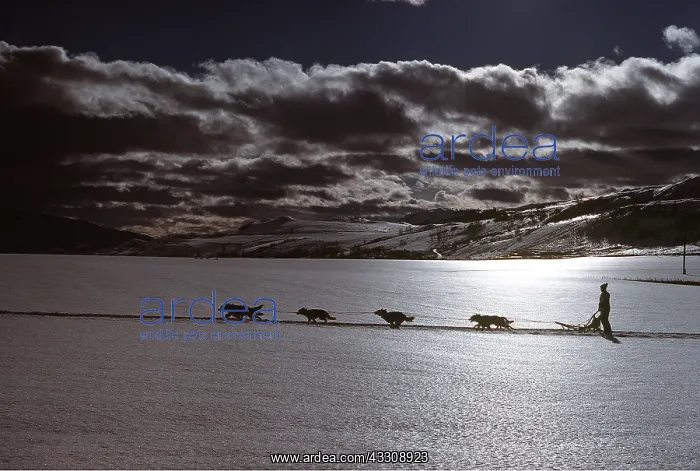 : DOG - sledge racing : DOG - sledge racing