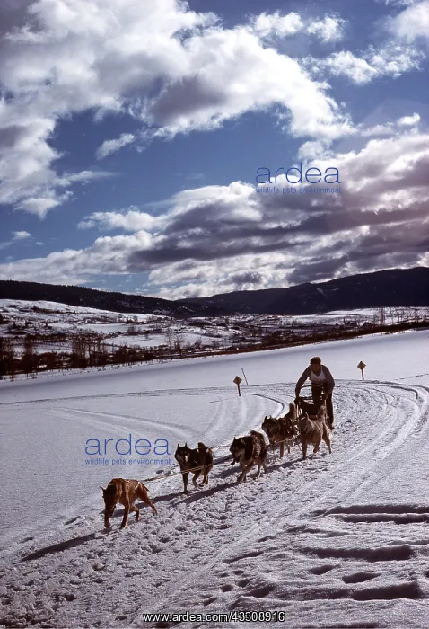  : DOG - Sledge racing at Vernon B.C