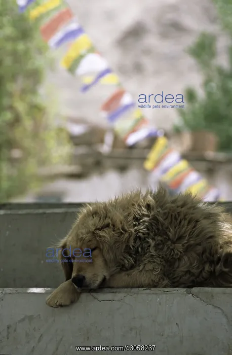 : Dog sleeping on a march and prayer flags in India : Dog sleeping on a march and prayer flags in India