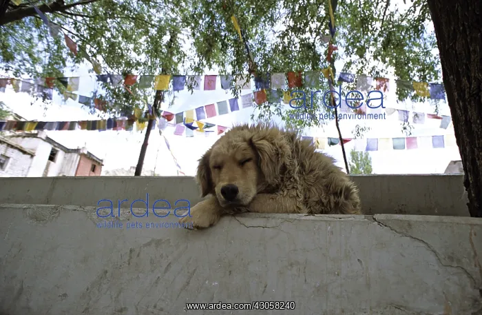 : Dog sleeping on a march and prayer flags in India : Dog sleeping on a march and prayer flags in India