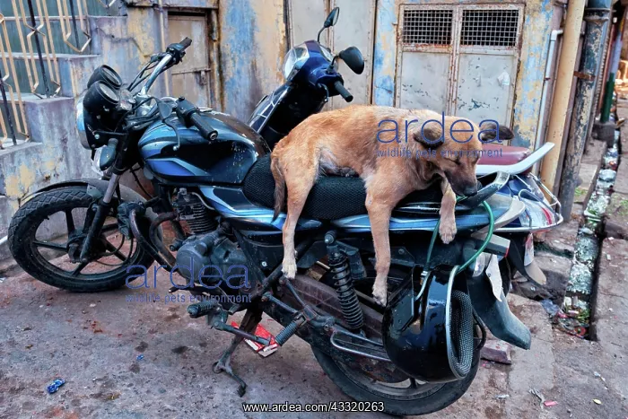 : Dog sleeping on motorcycle in indian street, Jodhpur : Dog sleeping on motorcycle in indian street, Jodhpur