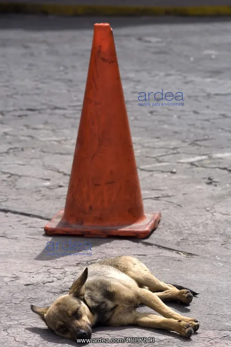 : Dog sleeping in the street Otavalo Ecuador : Dog sleeping in the street Otavalo Ecuador