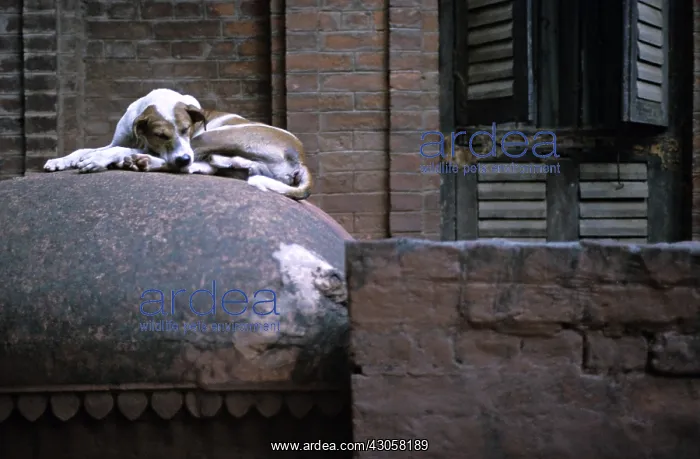 : Dog sleeping in the street Varanaci India : Dog sleeping in the street Varanaci India