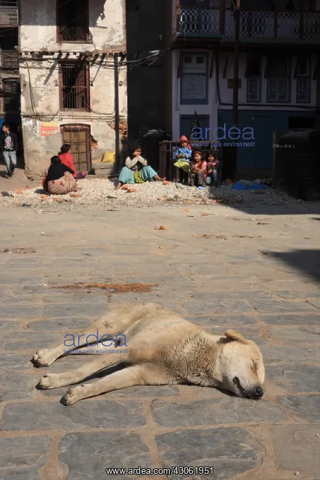: Dog sleeping in the sun in a street in Kathmandu Nepal : Dog sleeping in the sun in a street in Kathmandu Nepal