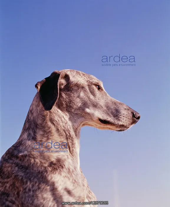  : DOG - SLOUGHI  /  Arabian Greyhound