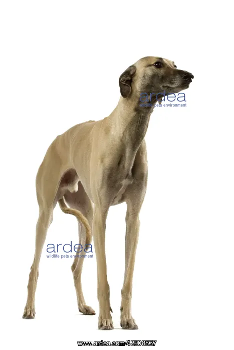 : Dog - Sloughi in studio : Dog - Sloughi in studio