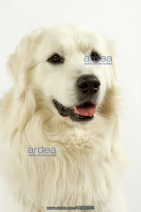  : Dog - Slovensky Kuvasz