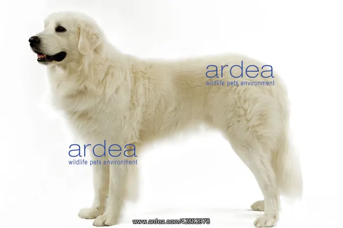  : Dog - Slovensky Kuvasz