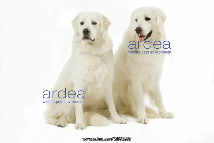  : Dog - Slovensky Kuvasz