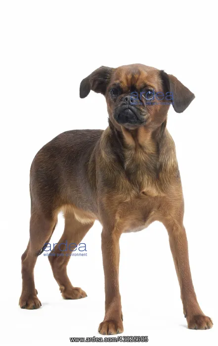  : Dog Small Brabant Griffon  /  Petit Brabancon
