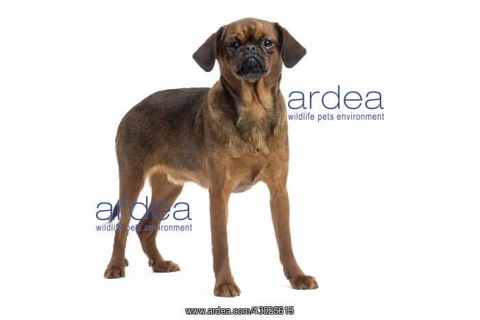  : Dog Small Brabant Griffon  /  Petit Brabancon