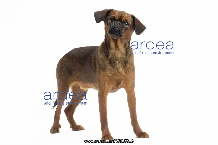  : Dog Small Brabant Griffon  /  Petit Brabancon