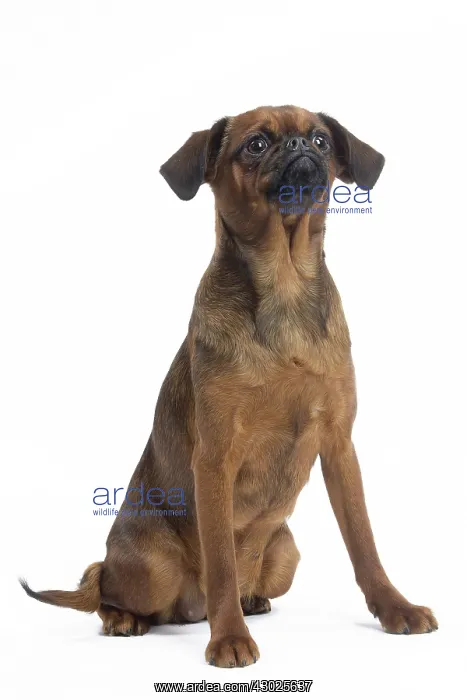  : Dog Small Brabant Griffon  /  Petit Brabancon
