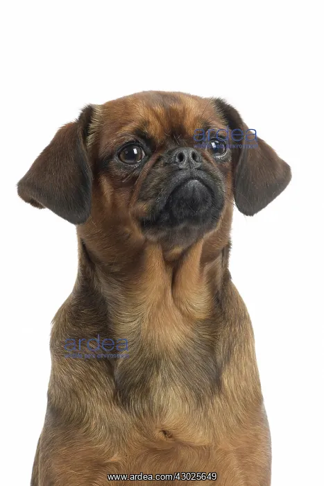  : Dog Small Brabant Griffon  /  Petit Brabancon