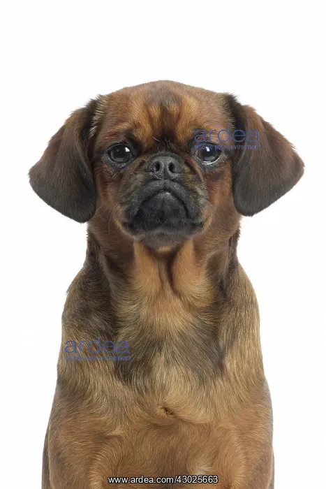  : Dog Small Brabant Griffon  /  Petit Brabancon