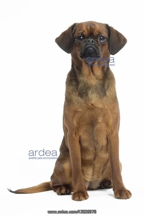  : Dog Small Brabant Griffon  /  Petit Brabancon