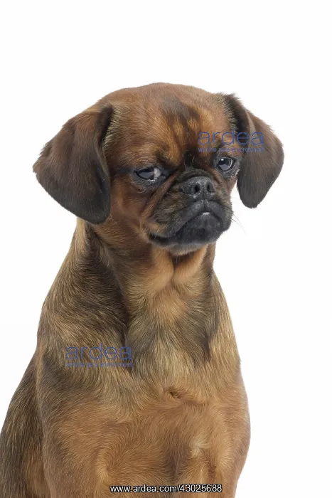  : Dog Small Brabant Griffon  /  Petit Brabancon