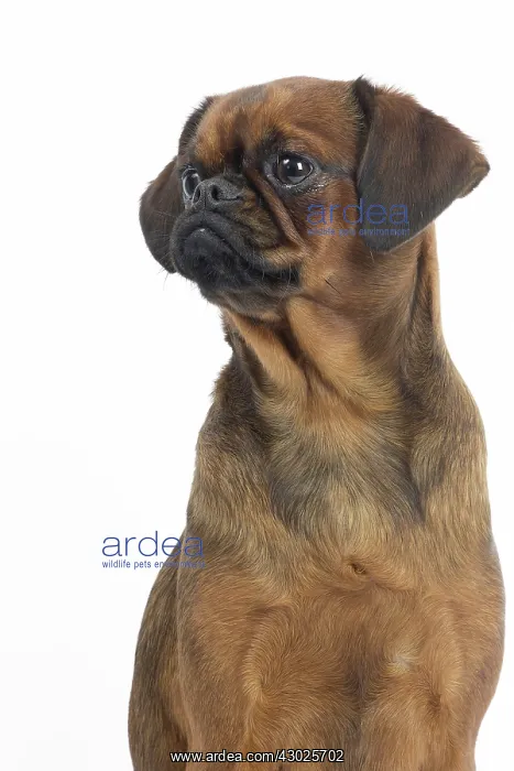  : Dog Small Brabant Griffon  /  Petit Brabancon