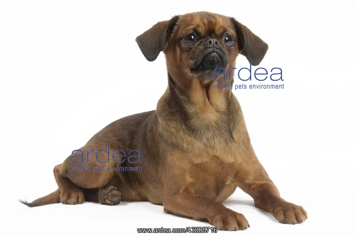  : Dog Small Brabant Griffon  /  Petit Brabancon