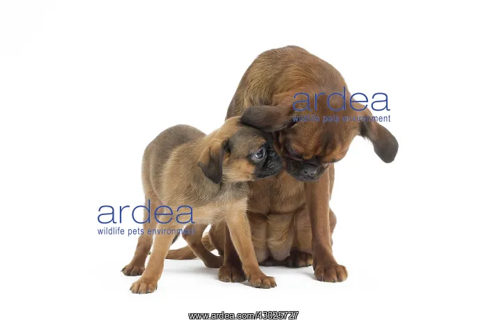  : Dog Small Brabant Griffon  /  Petit Brabancon