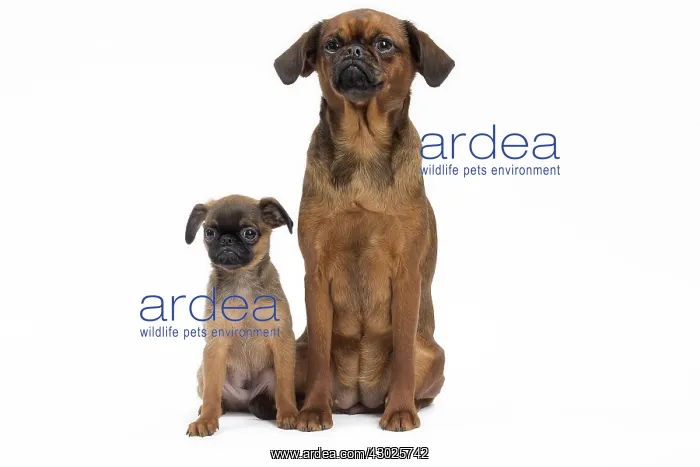  : Dog Small Brabant Griffon  /  Petit Brabancon