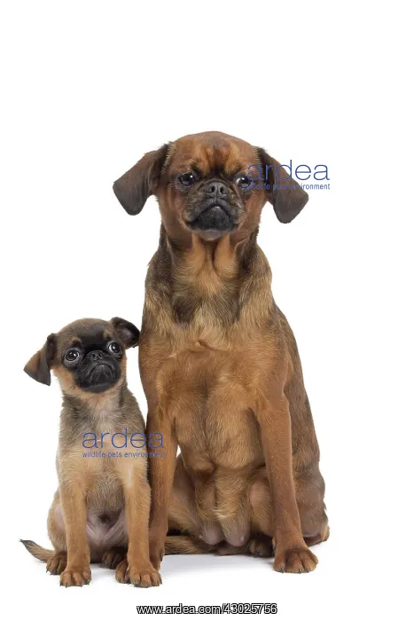  : Dog Small Brabant Griffon  /  Petit Brabancon