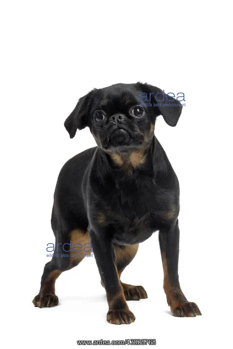  : Dog Small Brabant Griffon  /  Petit Brabancon