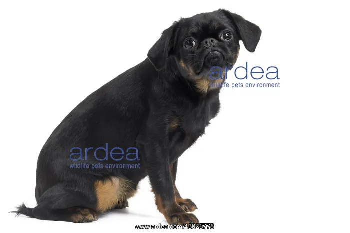  : Dog Small Brabant Griffon  /  Petit Brabancon
