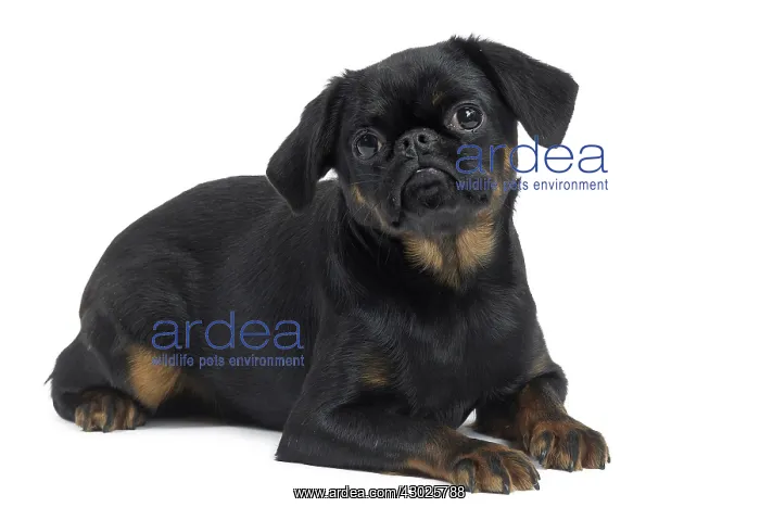  : Dog Small Brabant Griffon  /  Petit Brabancon