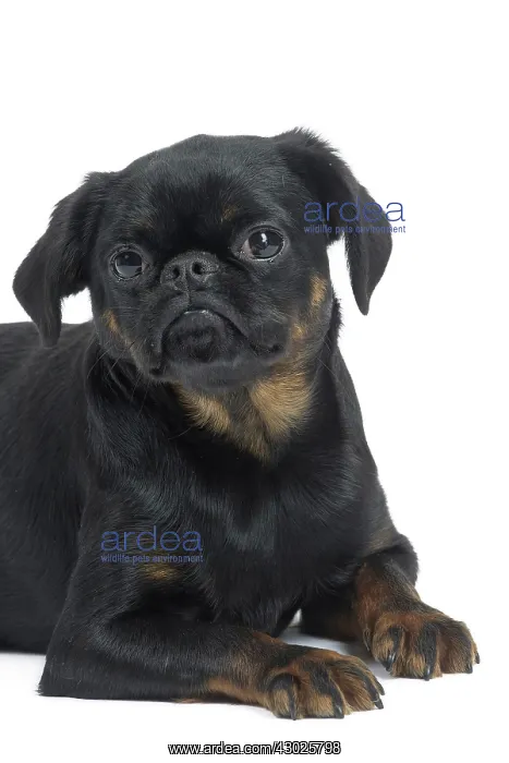  : Dog Small Brabant Griffon  /  Petit Brabancon