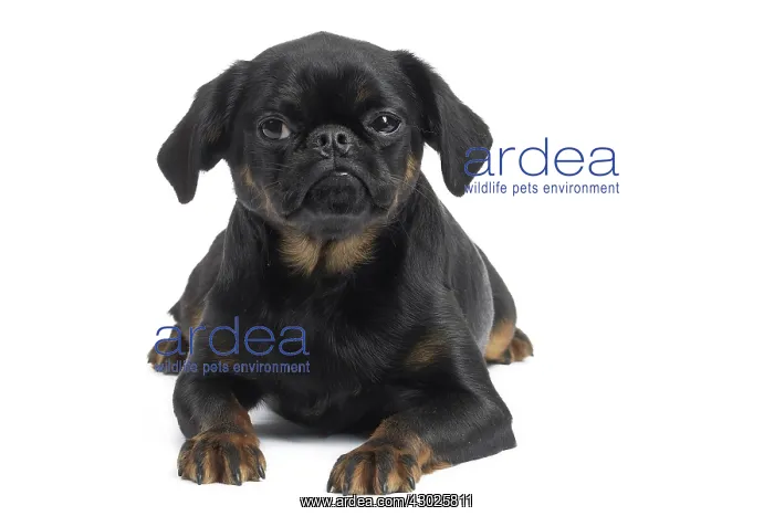  : Dog Small Brabant Griffon  /  Petit Brabancon