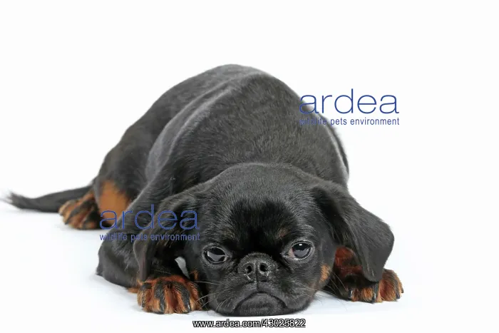  : Dog Small Brabant Griffon  /  Petit Brabancon