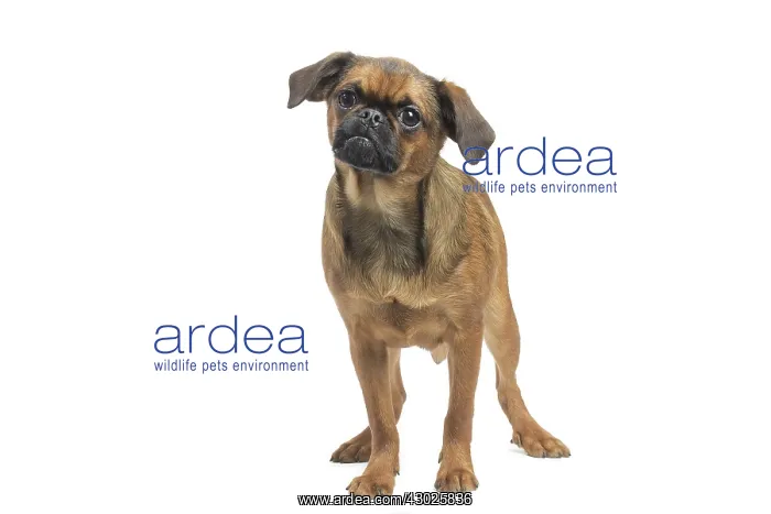  : Dog Small Brabant Griffon  /  Petit Brabancon