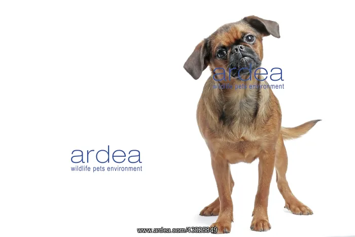  : Dog Small Brabant Griffon  /  Petit Brabancon