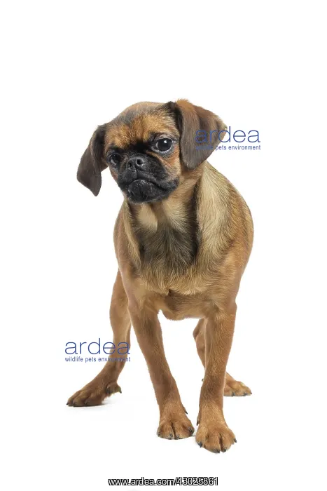  : Dog Small Brabant Griffon  /  Petit Brabancon