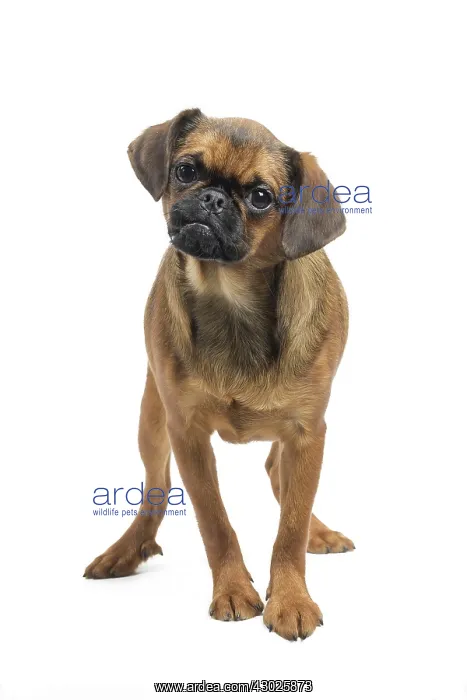  : Dog Small Brabant Griffon  /  Petit Brabancon