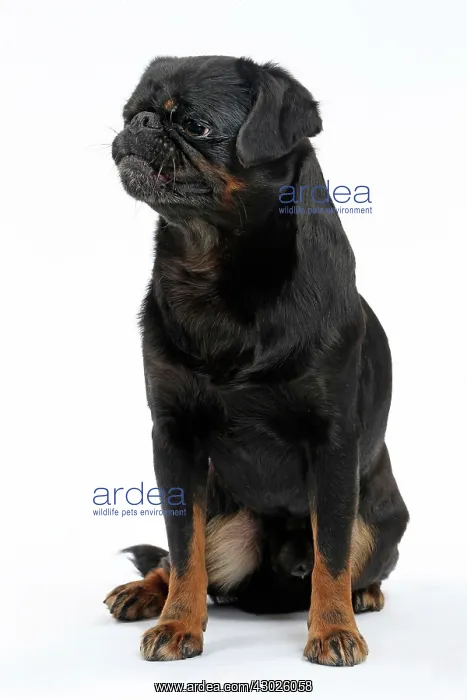  : Dog Small Brabant Griffon  /  Petit Brabancon