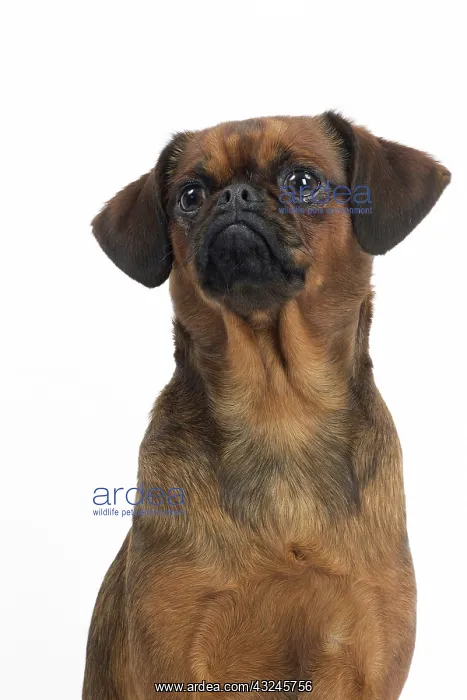  : Dog Small Brabant Griffon  /  Petit Brabancon
