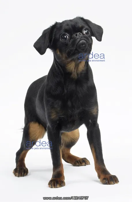  : Dog Small Brabant Griffon  /  Petit Brabancon