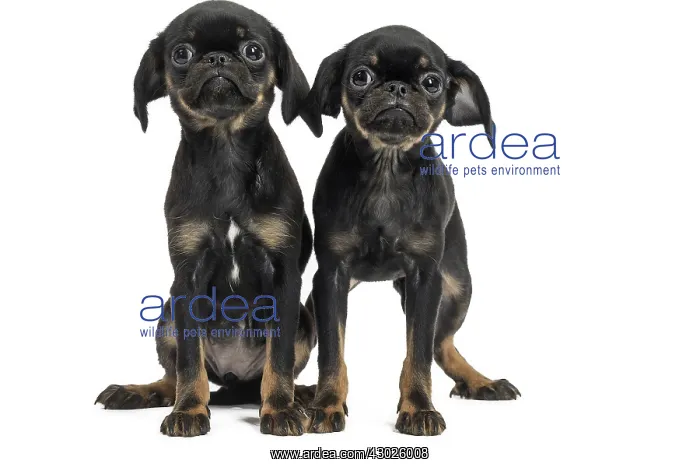: Dog Small Brabant Griffon / Petit Brabancon puppies : Dog Small Brabant Griffon / Petit Brabancon puppies