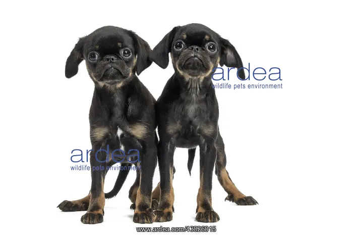 : Dog Small Brabant Griffon / Petit Brabancon puppies : Dog Small Brabant Griffon / Petit Brabancon puppies