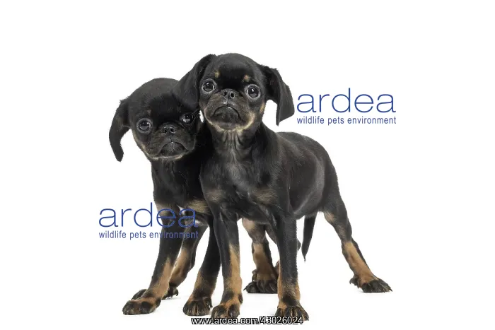 : Dog Small Brabant Griffon  /  Petit Brabancon puppies