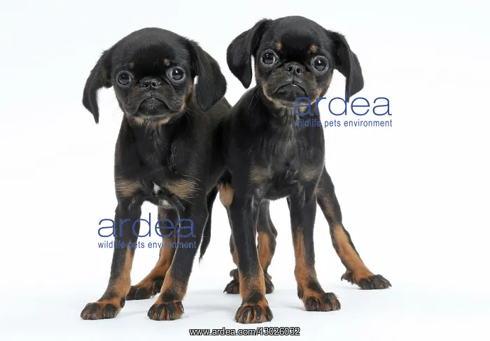 : Dog Small Brabant Griffon / Petit Brabancon puppies : Dog Small Brabant Griffon / Petit Brabancon puppies