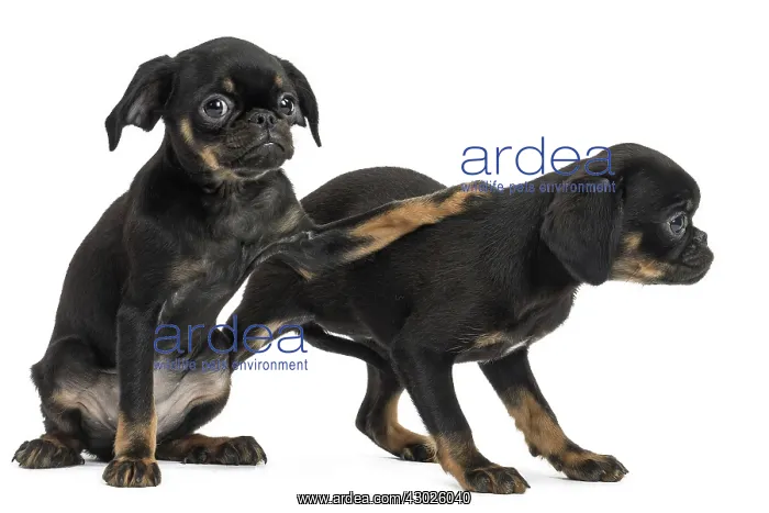: Dog Small Brabant Griffon / Petit Brabancon puppies : Dog Small Brabant Griffon / Petit Brabancon puppies