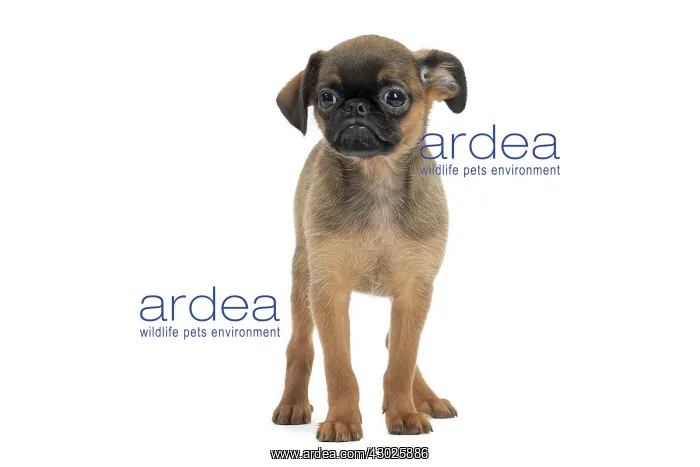 : Dog Small Brabant Griffon / Petit Brabancon puppy : Dog Small Brabant Griffon / Petit Brabancon puppy