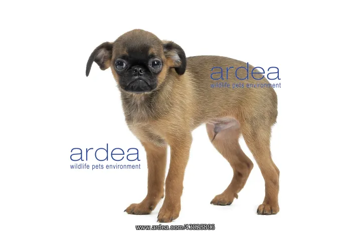 : Dog Small Brabant Griffon / Petit Brabancon puppy : Dog Small Brabant Griffon / Petit Brabancon puppy